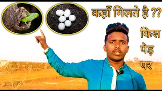 Tote ke bacche kaha se nikale ?? || तोते के बच्चे किस पेड़ से निकाले ?? || by Jainul khan