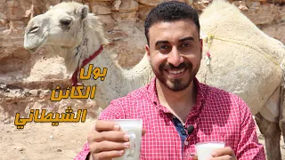 بول الكائن الشيطاني الإبل ومعلومات مهمة عنه