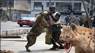 El Poder de las Hienas el animal más cruel del Mundo