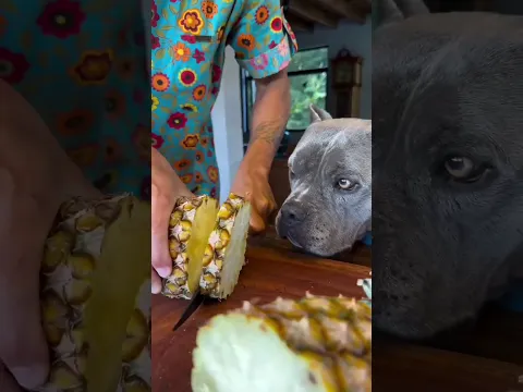 creen que soy el perro más inteligente y guapo? #viral #perros #perrofeliz #dúo