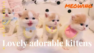 8 minutes of adorable 😻 cats and kittens videos to keep you smiling 😍💕