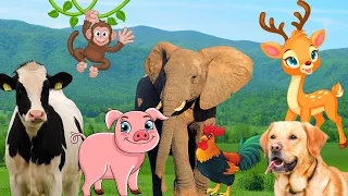 Learn about animals: - Elephant, cow, dog, chicken, pig - Animal sounds