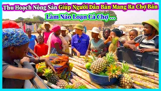 Hùng KaKa || Thu Hoạch Nông Sản Giúp Người Dân Mang Dứa Ra Chợ Bán và Cái Kết Náo Loạn Chợ