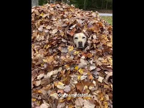 Dog Hides to Stay with Grandpa 🐶👴🍂