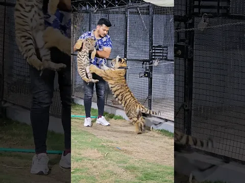 2 and 5 Months Old Beautiful Tiger Cubs |