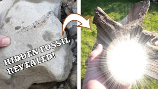 Plesiosaur fossil prep - my first adventure with acid prepping reveals something amazing
