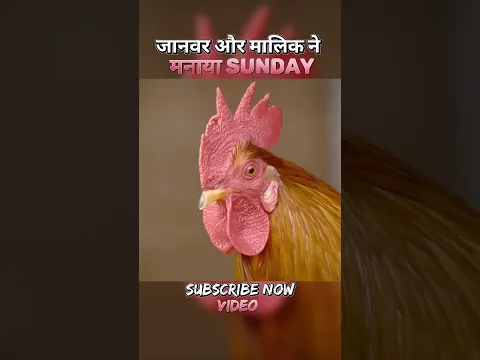 Owner and animals celebrated Sunday together