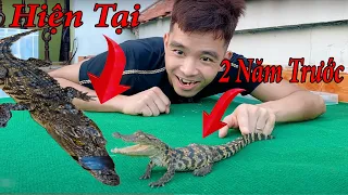 Cá Sấu Sau 2 Năm Đã Siêu To Khổng!
