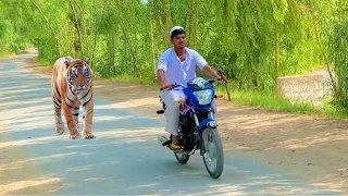 tiger attack in the jungle | tiger attack man & Child in forest fun made movie -Episode 1