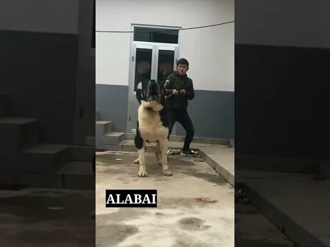 Pitbull vs Alabai 😈 dangerous breed in world😱 #shorts