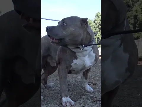 Badly injured Pitbull on the railroad tracks - full video: www.HopeForPaws.org 🚂