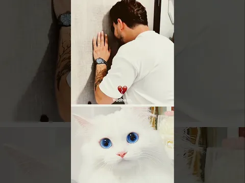technologia #localstarbinit #cat