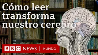 Cómo leer transforma el cerebro y los riesgos que pueden surgir debido al exceso de pantallas