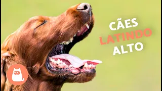 Cachorros LATINDO ALTO 🐶🔊 (Veja como seu CÃO REAGE)