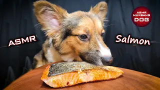 ASMR Mukbang Corgi Dog Eating Salmon 🍣