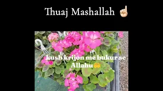 Say Ma Sha Allah 🤲