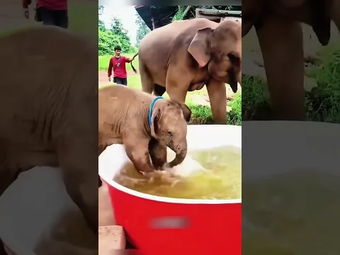 🐘💦 नन्हे हाथी को मिली अपनी सपनों की पानी की टंकी, लेकिन आखिर में माँ ने जो किया उसने दिल जीत लिया!