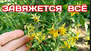 Каждый Цветок Станет Томатом! Все Секреты ЗАВЯЗИ Помидоров! 