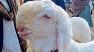 Asal bakaron Ki Mandi  Gulabi Bakra ki badi Mandi  rajanpur Mandi  Mohammad Pur Mandi