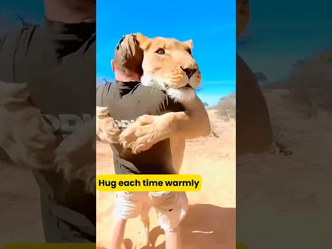 many years later, they met again and embraced with excitement #shortvideo #animals #shorts#lion