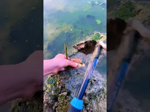 Hidden Treasure Found Near the Water! Amazing Root Harvest Discovery 😲 #riverghost#viral
