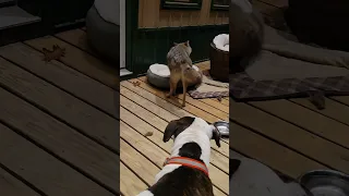Coyote vs. Raccoon vs. pitbull!!!#weavethecoyote #johnnyringtail #duckholliday #raccoon #coyote