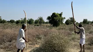 थार का ये झाड़ी वृक्ष है बहुत किमती फसल।पाला पशुओं को चराने के लिए काम आता है ओर काँटे बाड़ बनाने मे