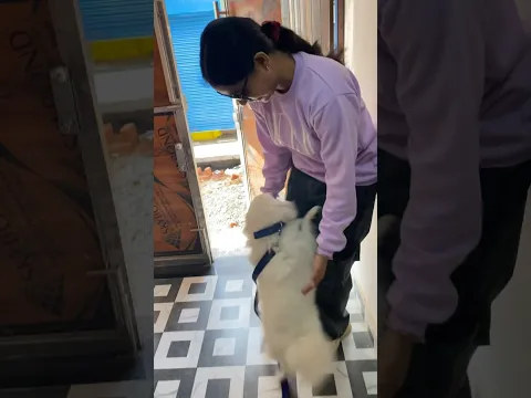After long time meet he’s girlfriend 😹🥰❤️ #shorts #doglover #purelove #youtubeshorts