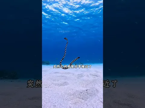 海洋颜色发生变化的地方 你千万不要靠近#海洋 #海洋分界线 #内容启发搜索