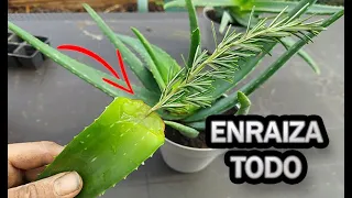 Enraizante De Aloe Vera - 3 Formas De Enraizar TODO || La Huertina De Toni