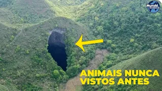 Floresta enorme com árvores de mais de 40 metros de altura é encontrada dentro deste buraco na China