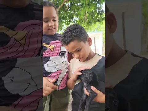 Encontramos a un lindo perrito #viral #shots