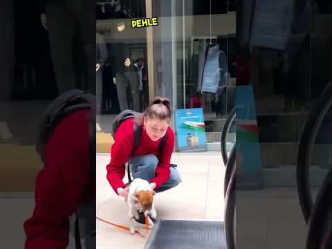This dog ran away after seeing the escalator