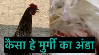व्हिडीओ मे बोहत मेहेनत लगतीहे 🙏|| अंड्डे का फंड्डा ||