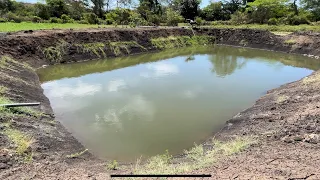 11 manzanas 100% de regadillo  en Sonsonate, El Salvador. Y lotes de 10 cabezas de vacas lecheras.
