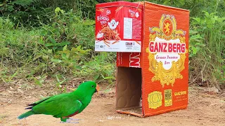 New To You ! Creative Unique Parrot Trap Using Cardboard Box And Cans - Method Trap Bird Easy