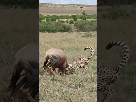 CHEETAH BROTHERS BRING DOWN A BIG TOPI, MAASAI MARA #shorts