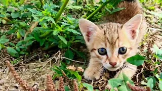 Abandoned Baby Kittens Rescued ❤️🐈🙀