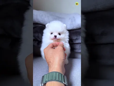 Cute Funny Pomeranian Dog viral Shorts Video | Pomeranian puppies shorts video #viral #shorts #pets