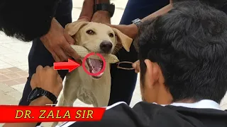 Rescue for Successful Dog Trauma Relief: Healing and Hopefully...🤝🫡