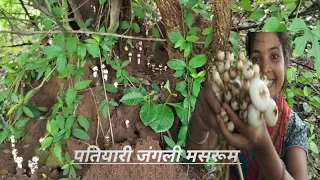 jungale wala mushroom kaise milta hai || जंगली पहाड़ी खुखड़ी कैसे बिछे 🥱🥱