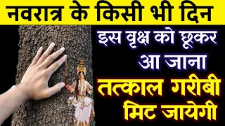 नवरात्रि के किसी भी दिन इस पेड़ को छूकर आ जाना उसी टाइम गरीबी मिट जायेगा? आगे आपके मर्जी
