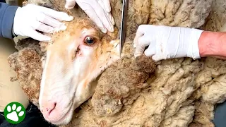 Sheep Covered In 90-Pounds Of Wool Gets Life-Saving Makeover ❤️