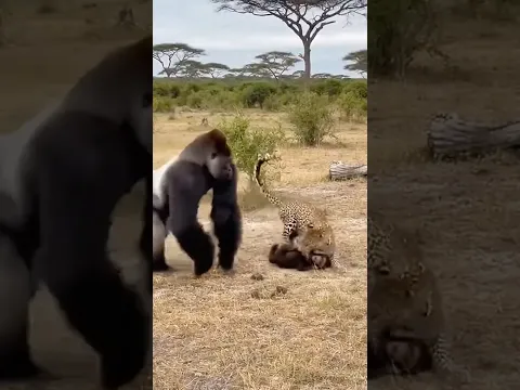 Can the gorilla protect the infant gorilla from the leopard’s attack? 🦍🐆❓ #gorilla #rescue #danger