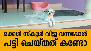 മക്കൾ സ്കൂൾ വിട്ടു വന്നപ്പോ പട്ടി ചെയ്തത് കണ്ടോ