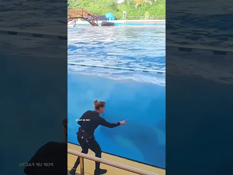 Essa Baleia é Incrivelmente Inteligente 🐋❤️