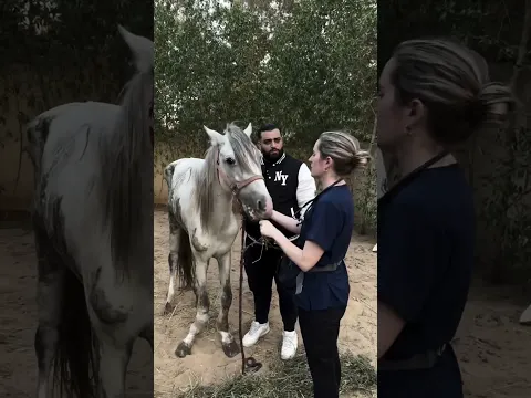 Ali Safari and the rescue of the lame sled horse #help #horse #equestrian #rescue #pony #rescuehorse