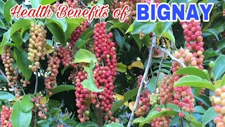 BIGNAY Fruit | 10 Health Benefits - Healthy Tips 2021