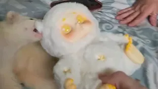 Mochi is in LOVE with these fairies