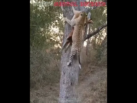 OTHER's Survival skills vs This ONE